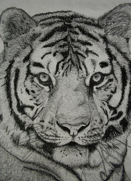 Тигр карандашом