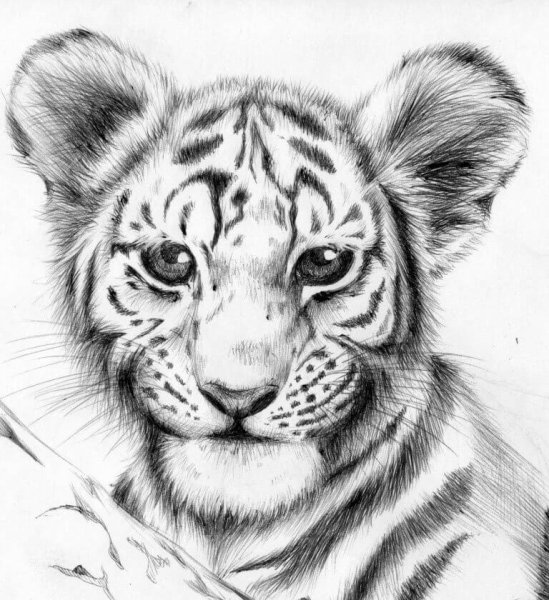 Раскраски животные реалистичные