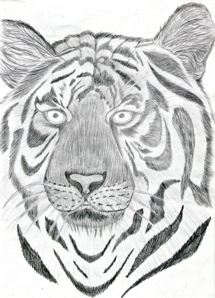 Тигр нарисовать карандашом