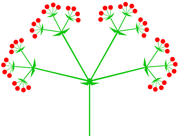 Сложные соцветия сложный зонтик