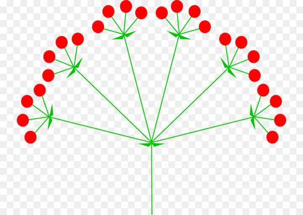 Сложные соцветия сложный зонтик