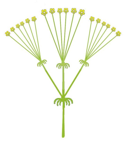 Соцветие сложный зонтик