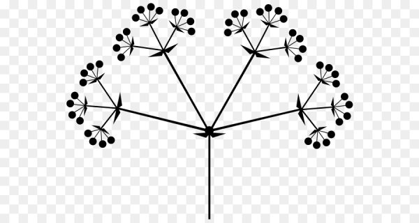 Схема соцветия сложный зонтик примеры растений