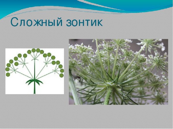 Соцветие зонтик