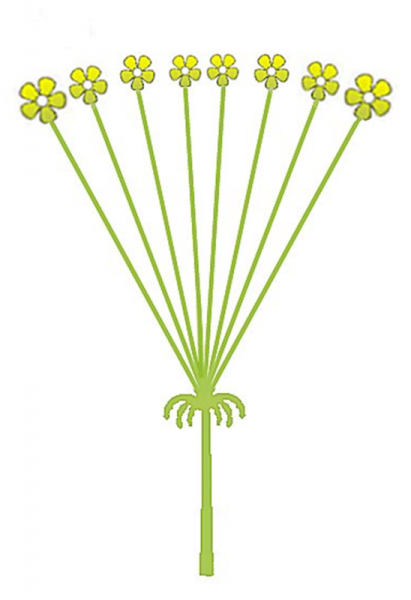 Биология 6 класс соцветие сложный зонтик