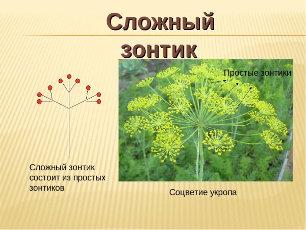 Соцветие зонтик схема