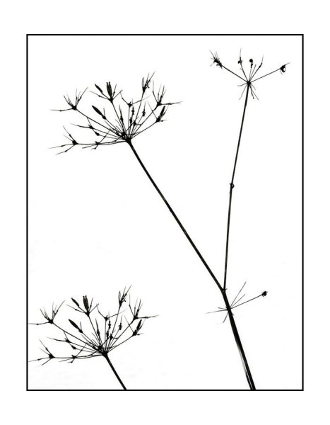 Соцветие сложный зонтик