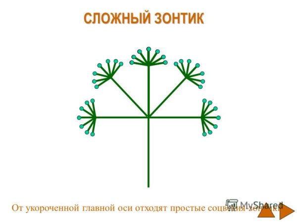 Сложный зонтик схема