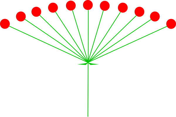 Соцветие зонтик вишня