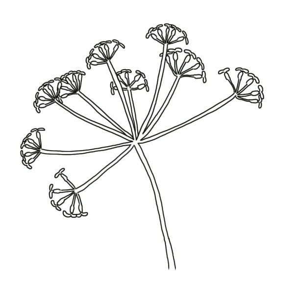 Типы соцветий зонтичных