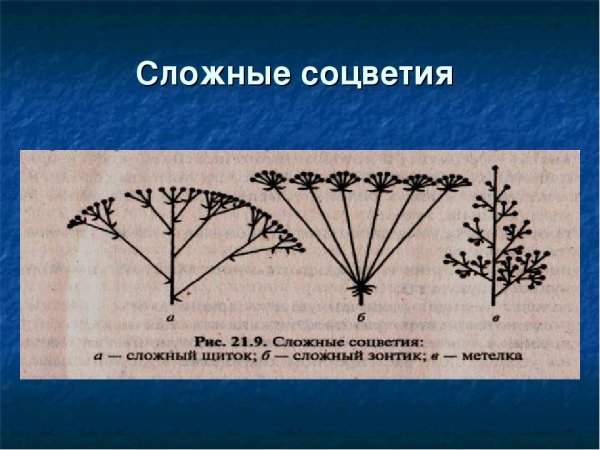 Сложные рацемозные соцветия