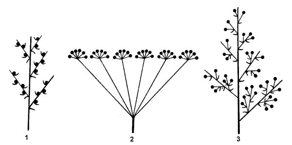 Соцветие боярышника схема