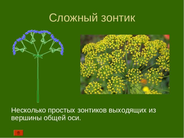 Сложный зонтик соцветие примеры растений. Соцветие сложный зонтик биология 6 класс. Строение соцветия зонтик. Биология соцветия сложный зонтик. Зонтичные соцветие сложный зонтик.