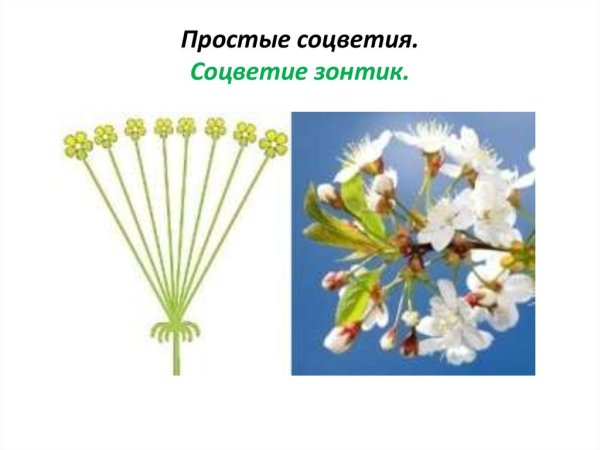 Соцветие колосовидная метелка