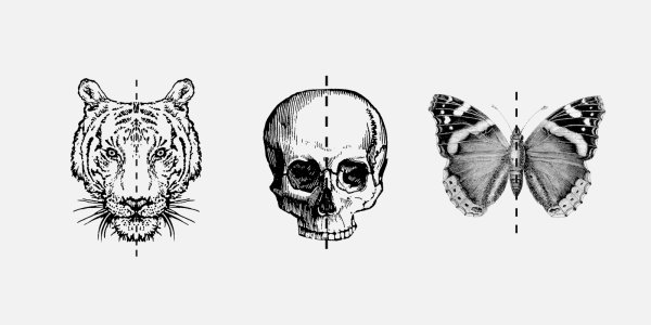 Осевая симметрия у животных