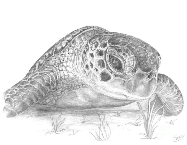 Черепаха карандашом