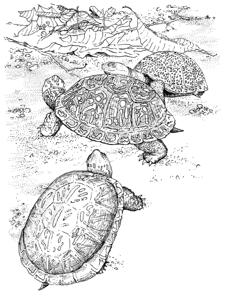 Болотная черепаха раскраска