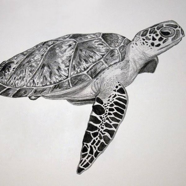 Набросок черепахи