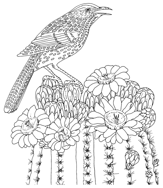 Раскраска птицы сложные