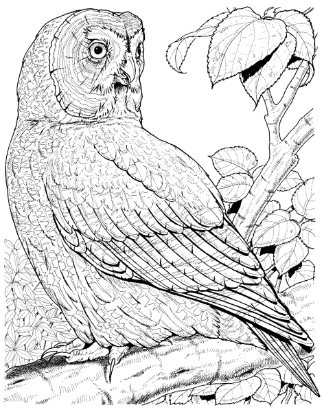 Лесные птицы раскраска