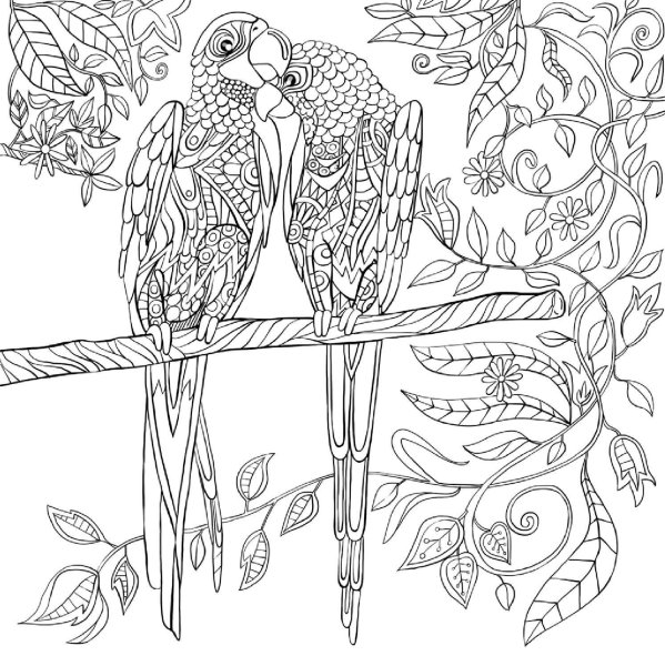 Раскраски антистресс птички
