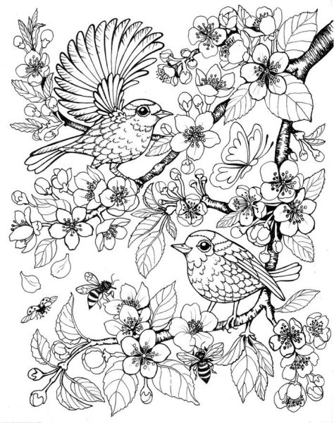 Птичка раскраска