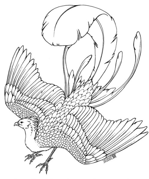 Раскраски цветы и птицы