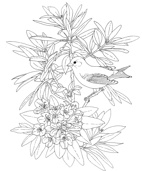 Раскраски цветы и птицы