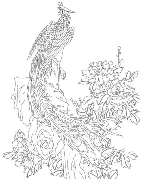 Раскраска птицы Сова