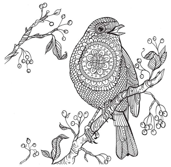 Раскраски природа и животные