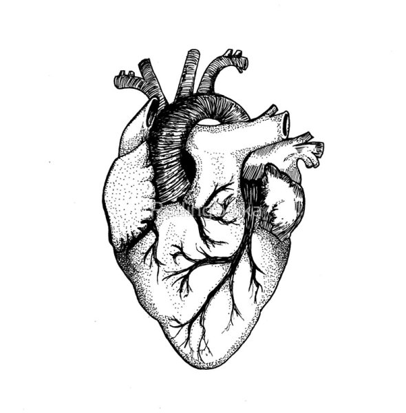 Сердце человека со всех сторон