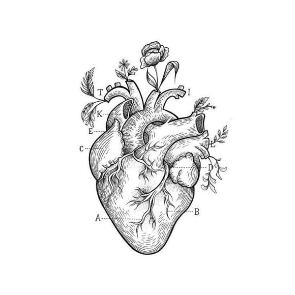 Анатомическое сердце из бумаги