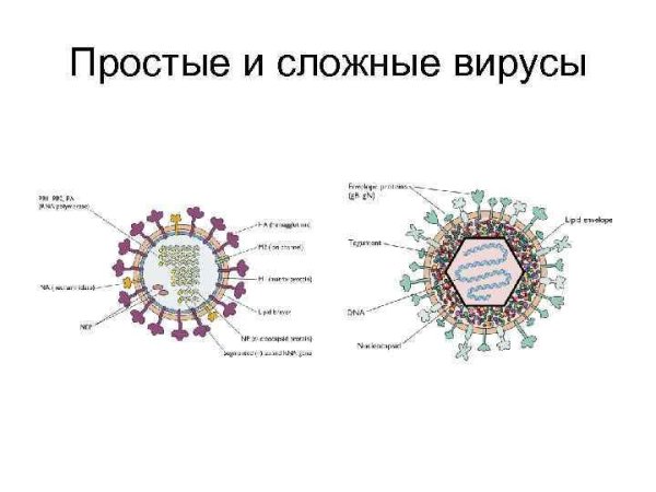 Строение простых и сложных вирусов
