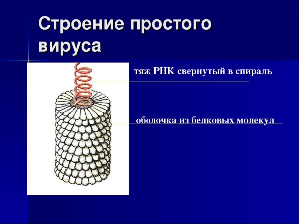 Строение простого вируса
