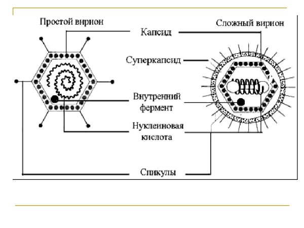 Строение вириона микробиология