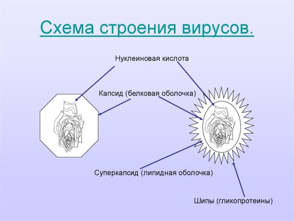 Структура вируса схема
