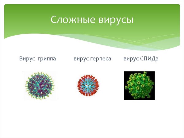Простые и сложные вирусы примеры