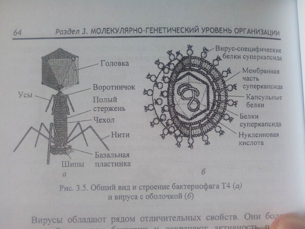 Строение бактериофага микробиология