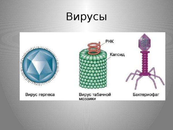 Представители царства вирусов 5 класс биология