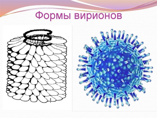 Вирусная частица вибрион