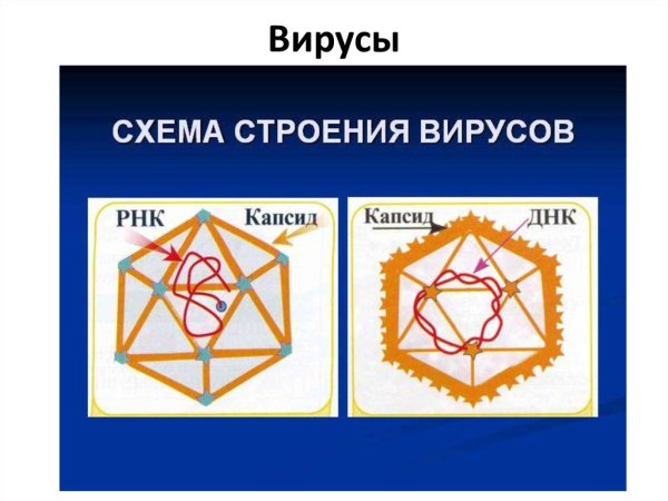 Схема строения вируса