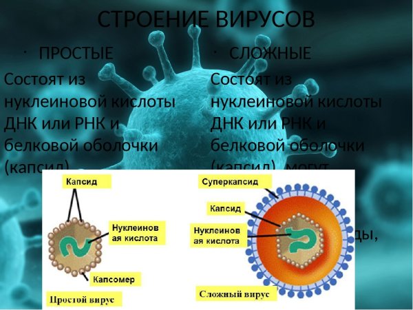 Строение простого вируса