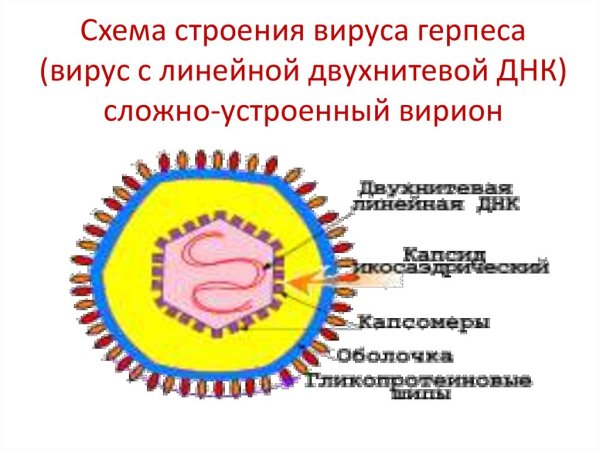 Строение вириона герпеса
