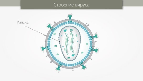 Строение вирусного капсида