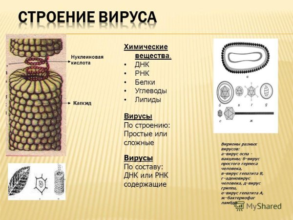 Строение ДНК вируса