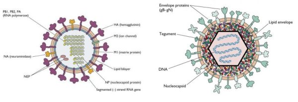 Строение простых и сложных вирусов