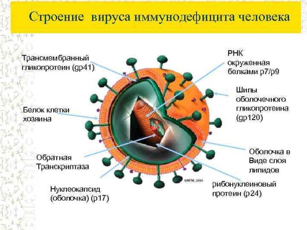 Структура вириона ВИЧ