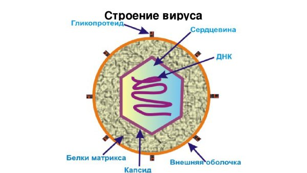Строение клетки вируса