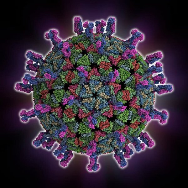 Rotavirus семейства Reoviridae