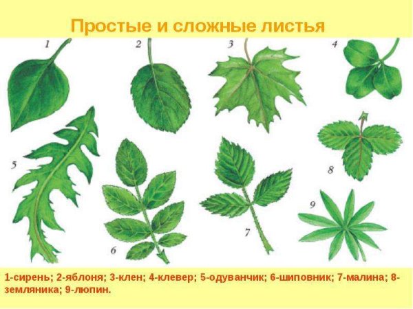 Форма листовой пластинки каштана